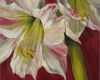 Acrylbilder Vorlagen Für Anfänger Zum Drucken Süß Amaryllis Acryl Bilder Amaryllis Acryl Bild Und Foto