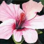 Acrylmalerei Vorlagen Gut Bild Hibiskus Acrylmalerei Blumen Hibiskusblüte Von