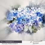 Aquarell Malen Vorlagen Erstaunlich Hydrangea I Watercolour 34x40cm Arches Cp © Janinab