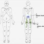 Befund Physiotherapie Vorlage Erstaunlich Ziemlich Vorlagen Für Die Dokumentation Der Physiotherapie