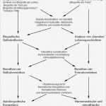 Biografie Vorlage Beispiel Erstaunlich Konstruktivismus Biografiearbeit