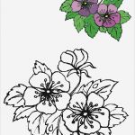 Corel Draw Vorlagen Download Kostenlos Schön Blumen Vorlagen 1