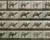 Daumenkino Vorlagen Gut File Camel Series by Muybridge Wikimedia Mons