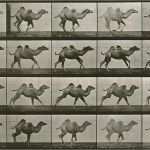 Daumenkino Vorlagen Gut File Camel Series by Muybridge Wikimedia Mons