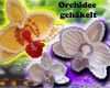 Ebook Vorlagen Kostenlos Genial Blumen Häkeln orchideen Häkeln Pdf Ebook