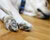 Erlaubnis Hundehaltung Mietwohnung Vorlage Luxus Mietsachschaden Durch Hundepfoten