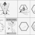 Faltbuch Vorlage Einzigartig Ideenreise Faltheft &quot;eine Biene Entsteht&quot;