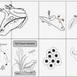 Faltbuch Vorlage Erstaunlich Kaulquappe Frosch Schulgarten Ideen