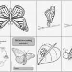 Faltbuch Vorlage Genial Faltheft &quot;ein Schmetterling Entsteht&quot;