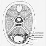 Hnee Powerpoint Vorlage Elegant Drawing Blood Diagram Choice Image How to Guide and Refrence