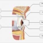 Hnee Powerpoint Vorlage Luxus Diagram the Eye Ap Psychology Image Collections How