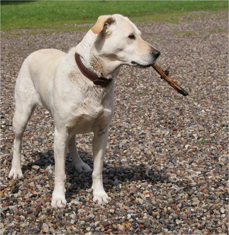 Hund Vorlage Einzigartig Großartig Gefunden Hund Plakat Schablone