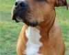 Hund Vorlage Erstaunlich American Pit Bull Terrier Hund