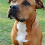 Hund Vorlage Erstaunlich American Pit Bull Terrier Hund