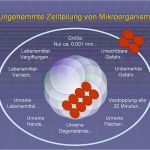 Hygieneschulung Vorlage Großartig Haccp Hygieneschulung Haccp Schulung Auf Cd Rom Vorlage