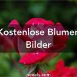 Instagram Biografie Vorlagen Zum Kopieren Genial Blumenbilder · Pexels · Kostenlose Stock Fotos