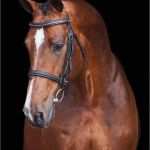 Migräne Tagebuch Vorlage Großartig 269 Besten Warmbloods Bilder Auf Pinterest