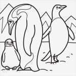 Pinguin Vorlage Zum Ausdrucken Bewundernswert Malvorlagen Fur Kinder Ausmalbilder Pinguin Kostenlos