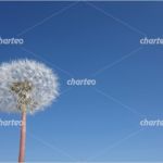 Powerpoint Vorlagen Nachhaltigkeit Angenehm Löwenzahn Pusteblume Vor Wolkenlosem Blauem Himmel