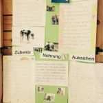 Referat Vorlage Grundschule 2 Klasse Haustiere Beste Das thema Haustiere Im Sachunterricht Der 2 Klassen