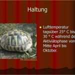 Referat Vorlage Grundschule 2 Klasse Haustiere Wunderbar Ppt Steckbrief Griechische Landschildkröte Powerpoint