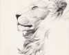 Simba Tattoo Vorlage Erstaunlich the 25 Best Lion Tattoo Ideas On Pinterest