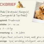 Steckbrief Tier Vorlage Cool Pudel Steckbrief