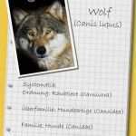 Steckbrief Tier Vorlage Luxus Steckbrief Der Wolf Ein Mythos Kehrt Heim