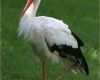 Storch Vorlage Wunderbar Storch Tier Bilder Storch Tierbild Und Foto Tier Bilder