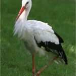 Storch Vorlage Wunderbar Storch Tier Bilder Storch Tierbild Und Foto Tier Bilder