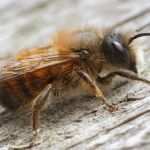 Tätigkeitsbericht Vorlage Praktikum Beste Wilde Bienen In Gefahr