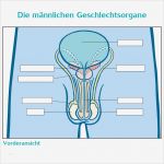 Beschriftung Klingelschild Vorlage Wunderbar Übungsblätter