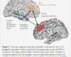 Bode Diagramm Vorlage Angenehm Amygdala Archives Neuroskeptic Neuroskeptic