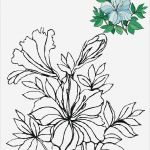 Fadengrafik Vorlagen Kostenlos Herz Cool Blumen Vorlagen 1 Flower Coloring Pinterest