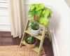 Familien Baumstamm Vorlage Neu How to Display Plants Indoor