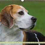 Herz Vorlage Din A3 Best Of Beagle Herz Auf 4 Pfoten Wandkalender 2018 Din A3 Quer