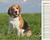 Herz Vorlage Din A3 Schönste Beagle Herz Auf 4 Pfoten Wandkalender 2018 Din A3 Quer