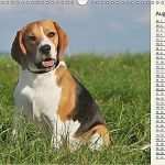 Herz Vorlage Din A3 Schönste Beagle Herz Auf 4 Pfoten Wandkalender 2018 Din A3 Quer