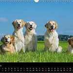 Herz Vorlage Din A3 Wunderbar Golden Retriever Ein Herz Auf 4 Pfoten Wandkalender 2018