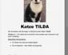 Katze Entlaufen Flyer Vorlage Bewundernswert Tierheim Itzehoe Tierschutzverein Itzehoe &amp; Kreis