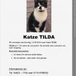 Katze Entlaufen Flyer Vorlage Bewundernswert Tierheim Itzehoe Tierschutzverein Itzehoe &amp; Kreis