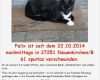 Katze Entlaufen Flyer Vorlage Cool Vermisst