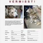 Katze Vermisst Flyer Vorlage Best Of Samira Wird Vermisst Erledigt