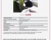 Katze Vermisst Flyer Vorlage Best Of Vermisst