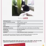 Katze Vermisst Flyer Vorlage Best Of Vermisst