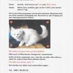 Katze Vermisst Flyer Vorlage Großartig Katze Vermisst In Der Harleshäuser Igelsburgstraße