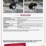 Katze Vermisst Flyer Vorlage Inspiration Katzen Vermisst In Eckental Kaufen Und Verkaufen über