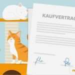 Kaufvertrag Katze Privat Vorlage Erstaunlich Ratgeber Zu Katzen