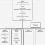 Organigramm Verein Vorlage Gut Fein organigramms Personal Zeitgenössisch Anatomie Von