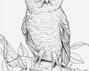 Pages Vorlagen Buch Wunderbar Big Eyed Owl Coloring Page